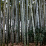 Kyoto 2019